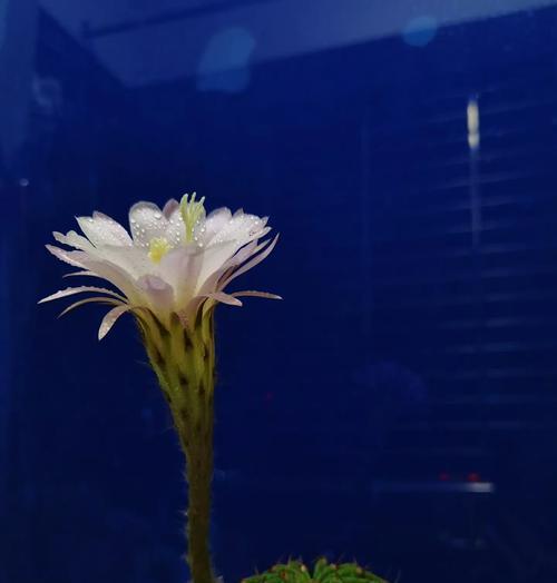 植物仙人球寓意着什么？它有哪些象征意义？
