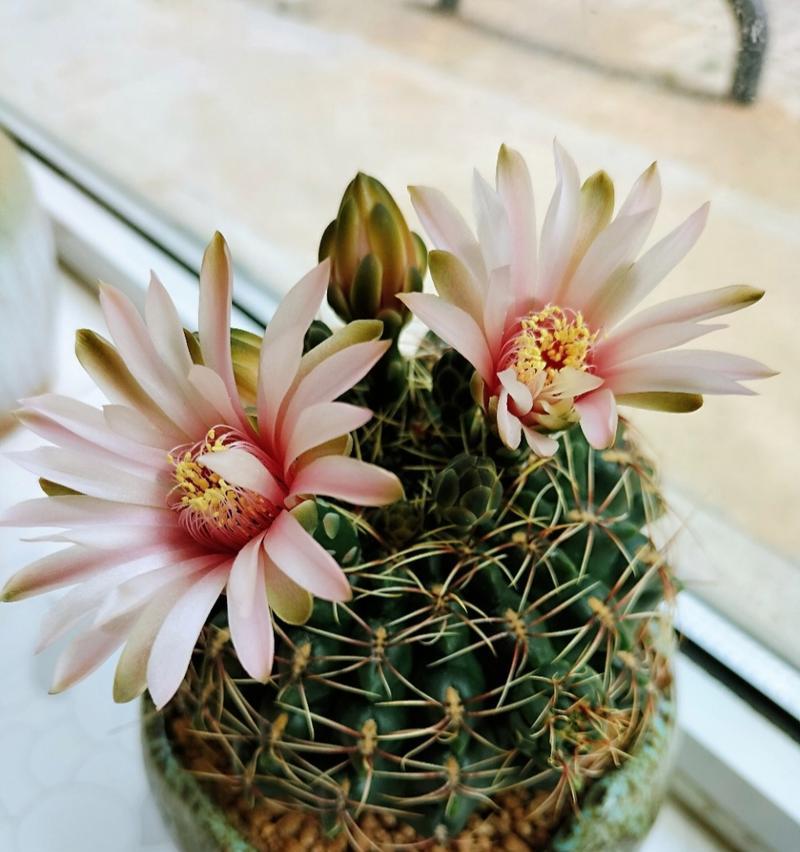 植物仙人球寓意着什么？它有哪些象征意义？