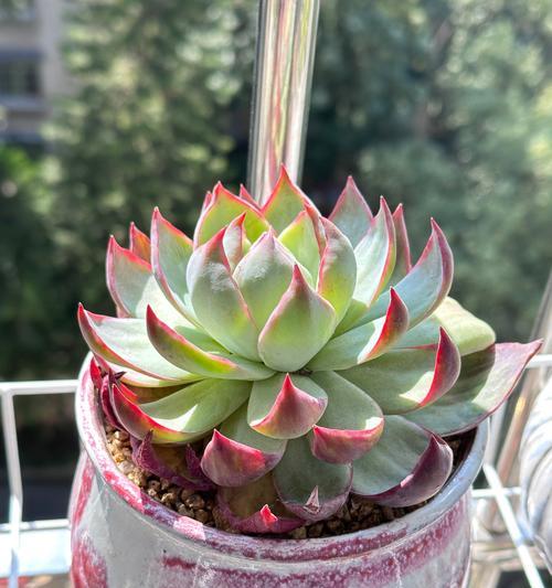 多肉植物的叶子花语是什么？它们象征着什么？