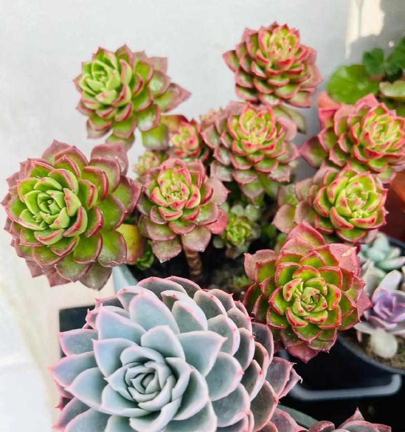 多肉植物的叶子花语是什么？它们象征着什么？