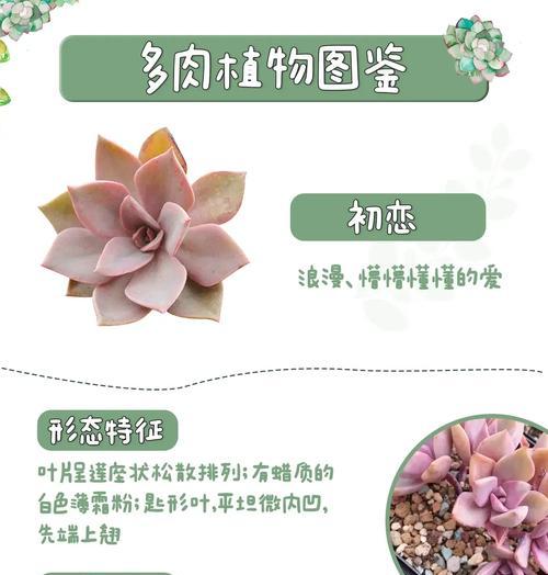 多肉植物的叶子花语是什么？它们象征着什么？