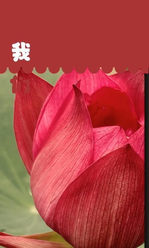 荷花五包加的花语代表了什么？