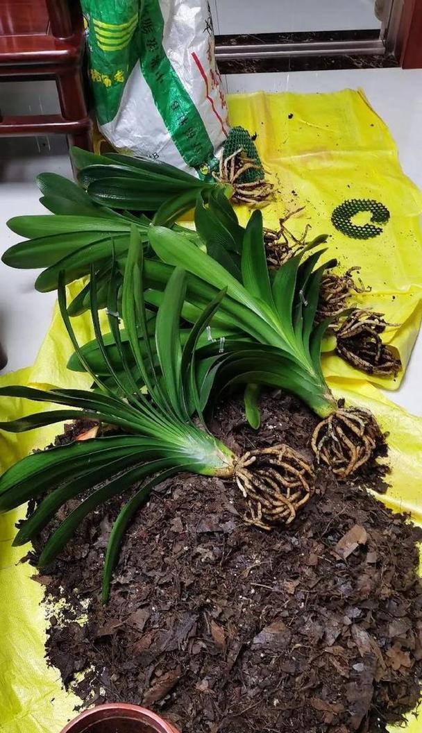 油条君子兰哪个品种更易养？选择时应注意什么？