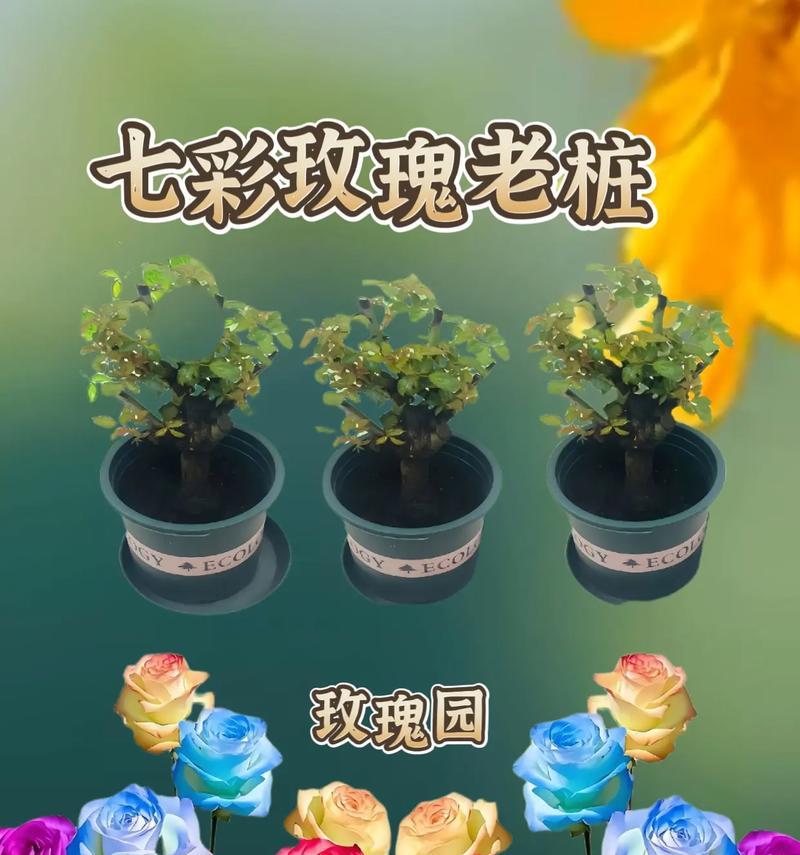 玫瑰花桩发芽快的方法是什么？如何促进玫瑰花桩快速发芽？