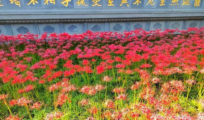 遗憾的花象征着什么含义？