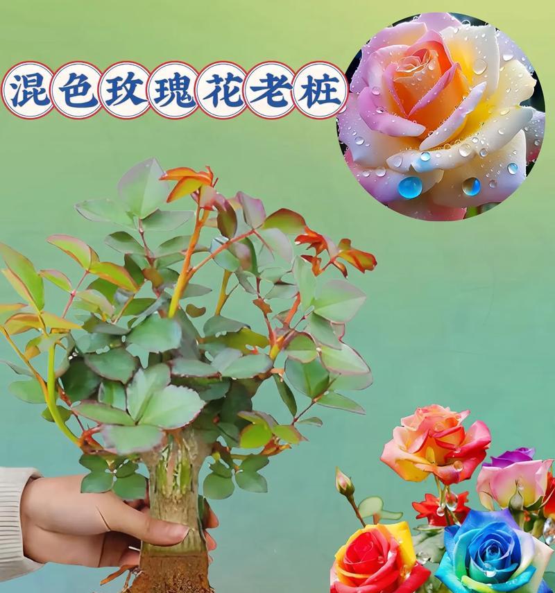 玫瑰花桩发芽快的方法是什么？如何促进玫瑰花桩快速发芽？