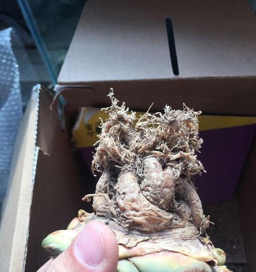仙人掌倒了是否需要修根以及如何养护？