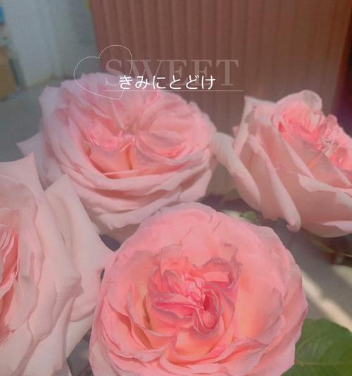 薄荷花语是什么？奶龙玫瑰的花语与寓意是什么？