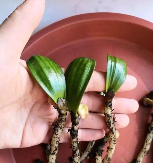 君子兰种子种上多久能发芽？发芽前需要注意什么？