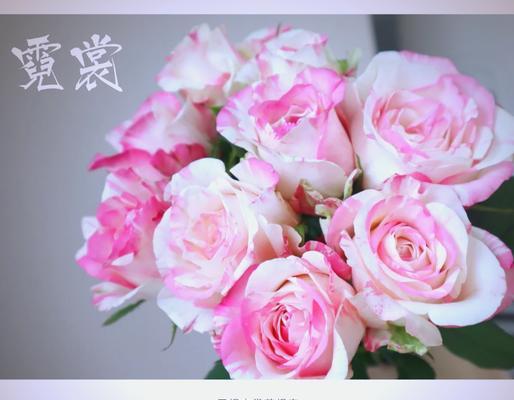 不带枝干的玫瑰花品种叫什么？如何识别和养护？