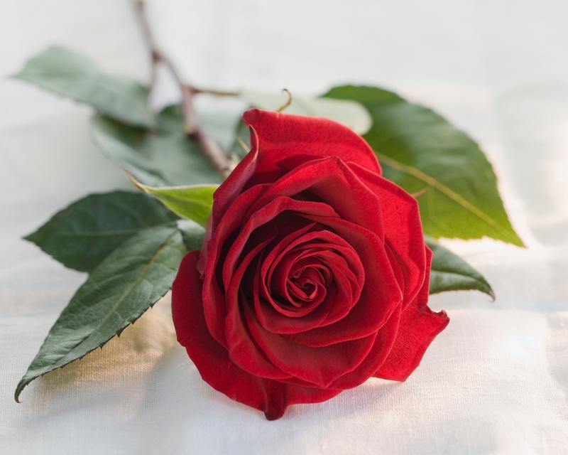 不带枝干的玫瑰花品种叫什么？如何识别和养护？