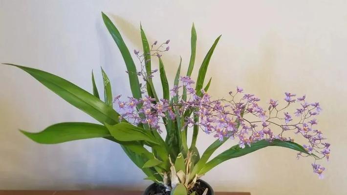 用水苔养君子兰如何促进开花？