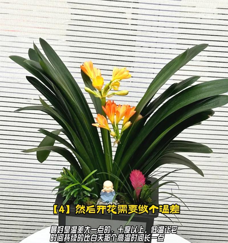 用水苔养君子兰如何促进开花？