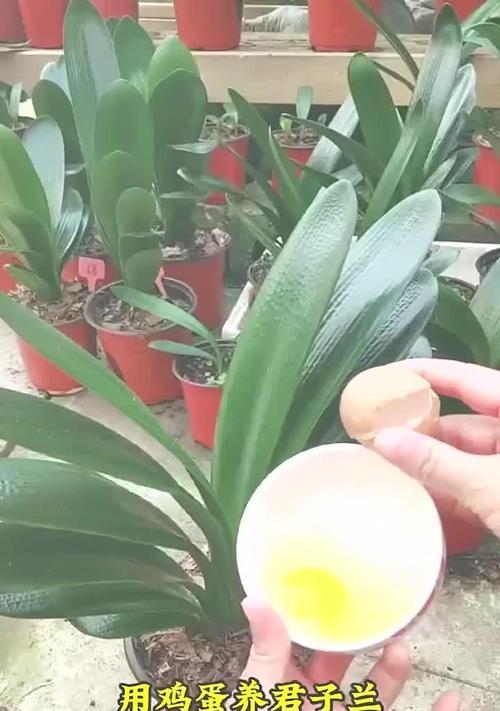 用水苔养君子兰如何促进开花？