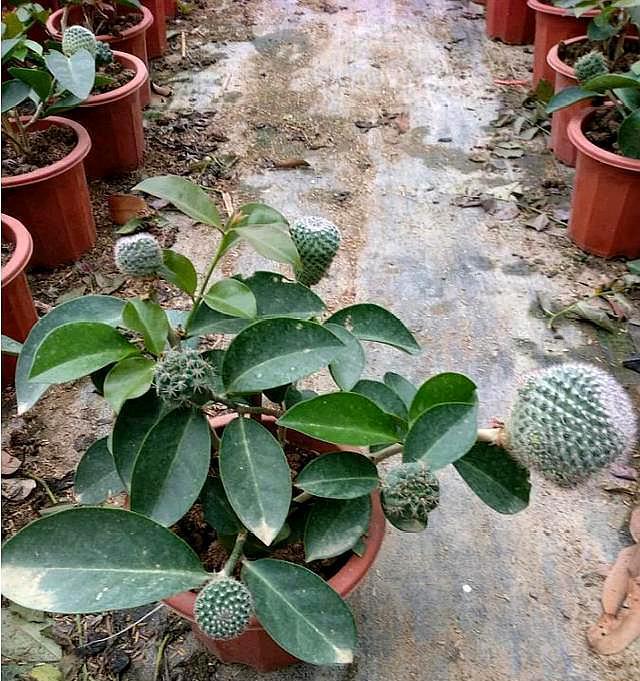 橘子可以嫁接到仙人球上吗？嫁接后如何养护？