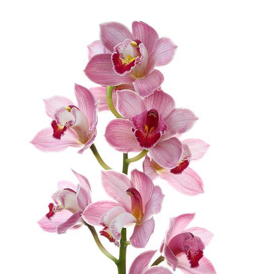 粉红色兰花花语有何含义？代表什么情感？