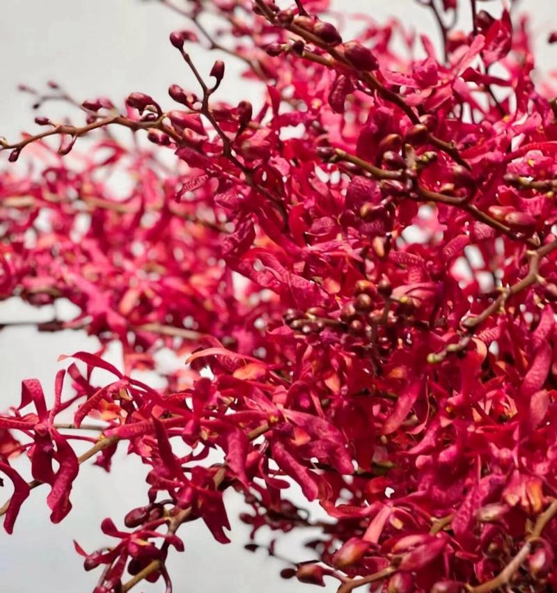 粉红色兰花花语有何含义？代表什么情感？
