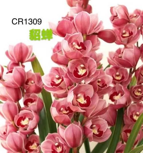 粉红色兰花花语有何含义？代表什么情感？