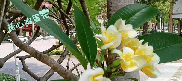 用心呵护的花语代表了什么？