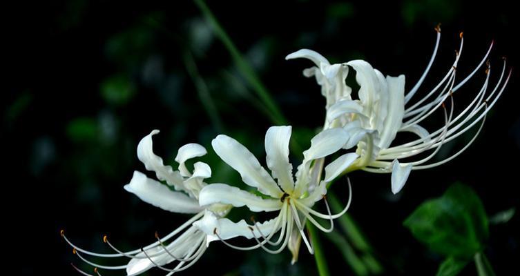 蓝色星空花代表的花语是什么？