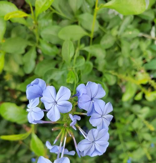 蓝花玫瑰的花瓣数量是多少？蓝花玫瑰的特点是什么？