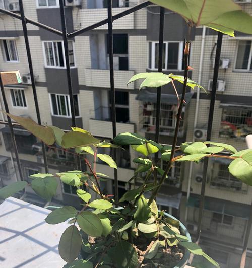 玫瑰花嘴子修剪技巧有哪些？