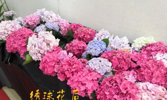 玫瑰花嘴子修剪技巧有哪些？