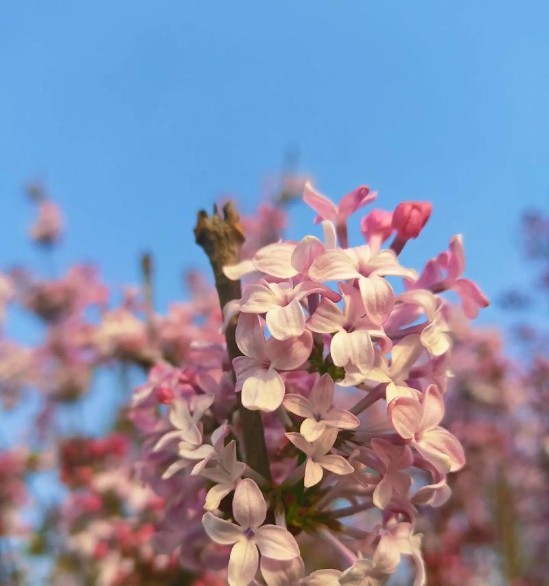 哪种花的花语和寓意能治愈脾气？如何选择？