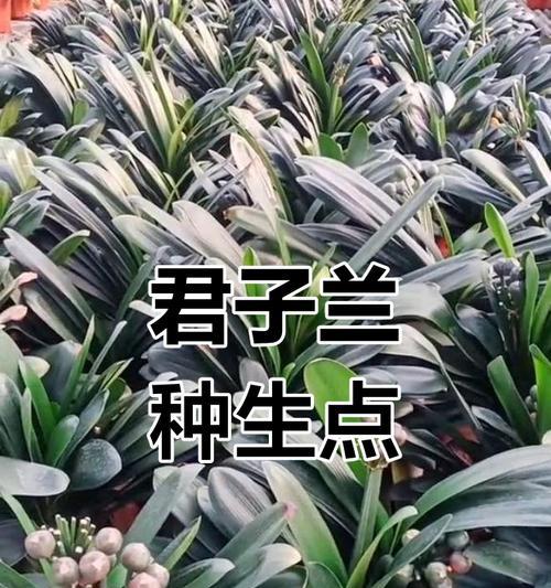 君子兰种子的种植方法和注意事项是什么？