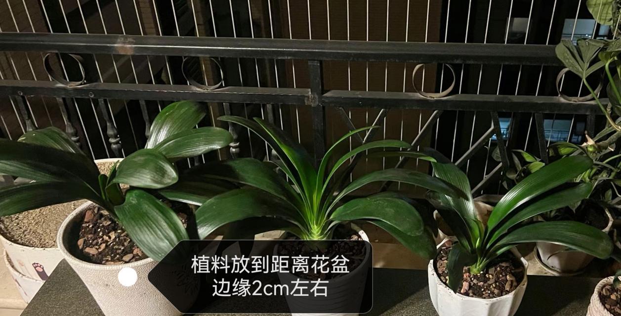 君子兰叶子干了怎么办？有哪些小妙招可以解决？