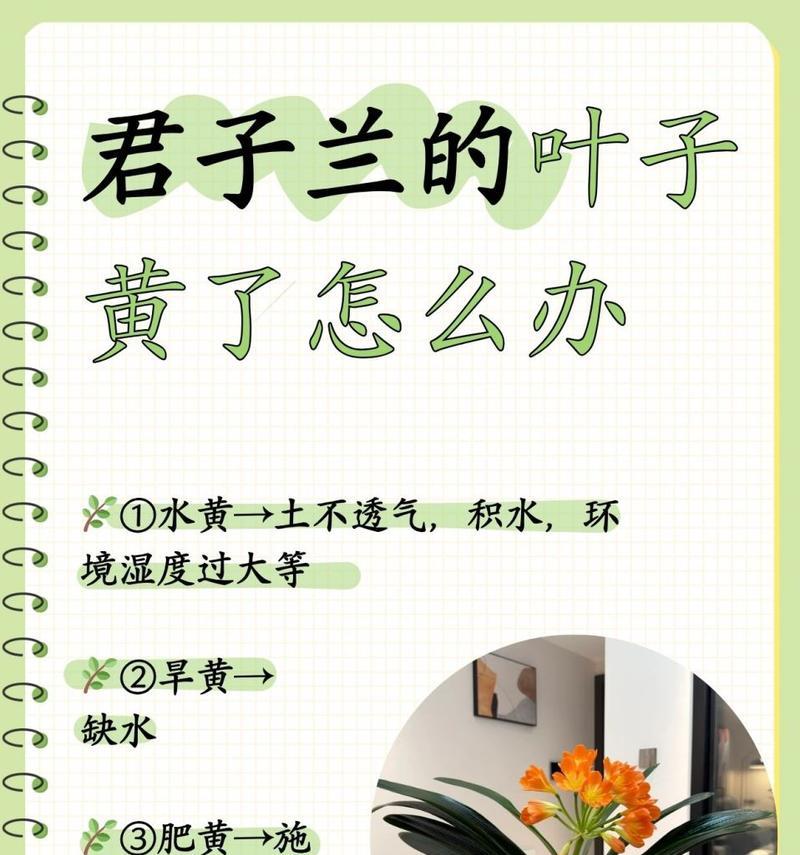 君子兰叶子干了怎么办？有哪些小妙招可以解决？