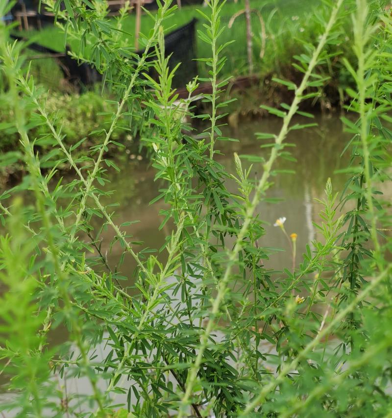 铁扫帚花语有何特别含义？