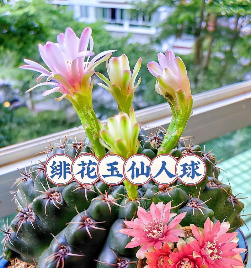 那个像仙人球的盆景叫什么名字？它有什么特别的养护要求？