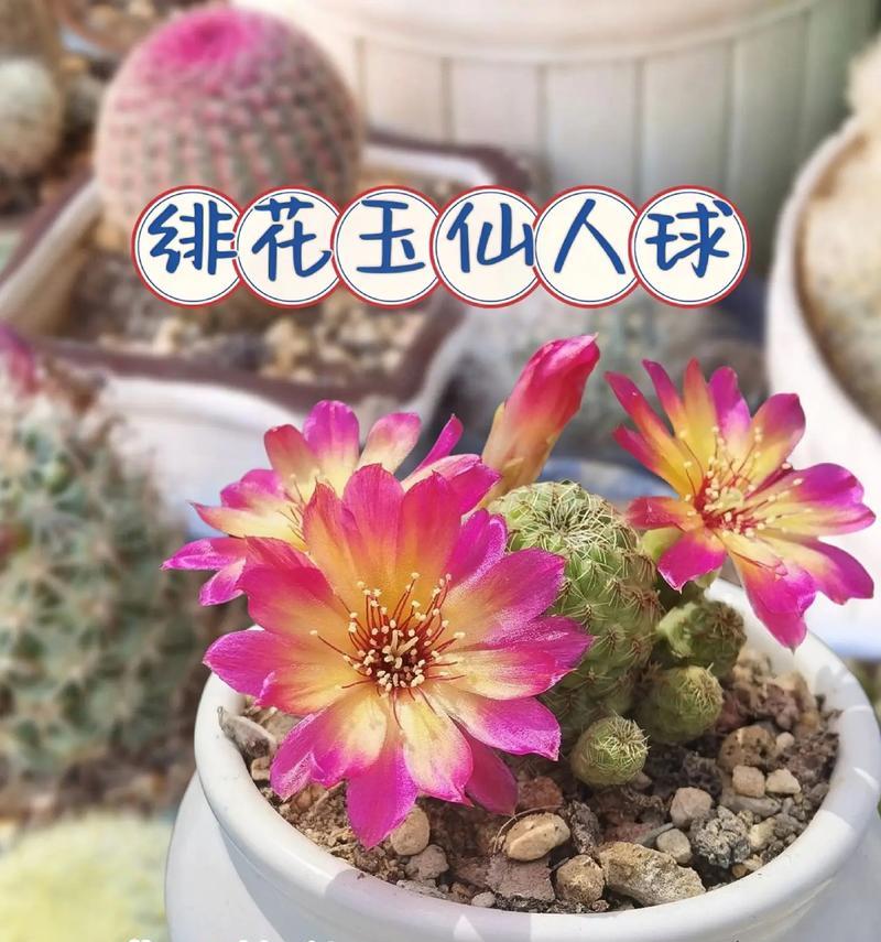 那个像仙人球的盆景叫什么名字？它有什么特别的养护要求？