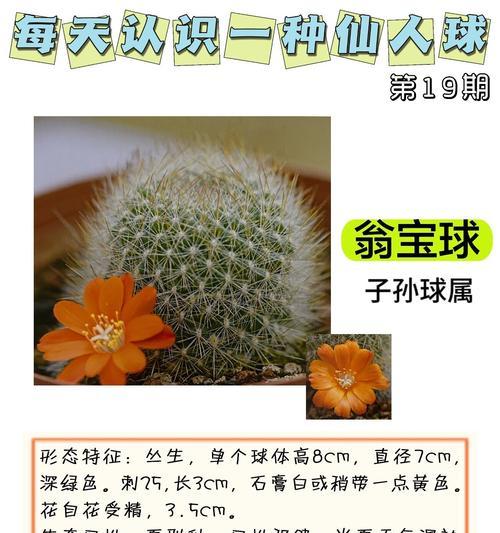 仙人球玉翁怎么配土养殖？