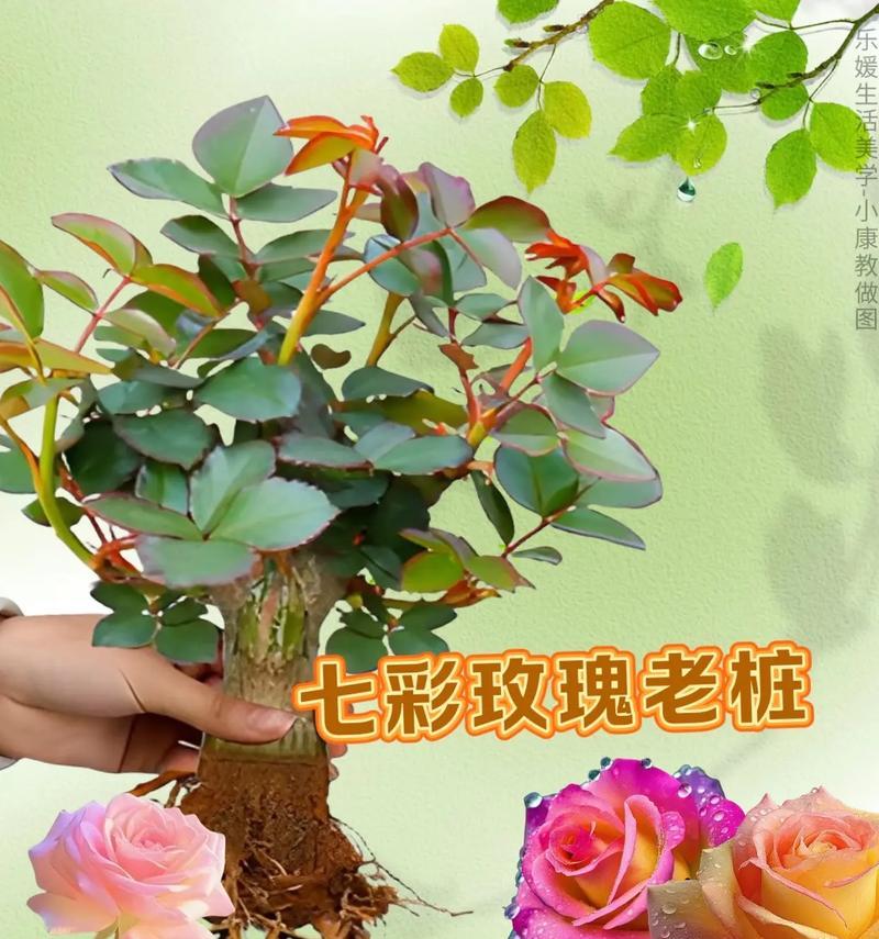 拱门适合种植哪些玫瑰花品种？如何选择？