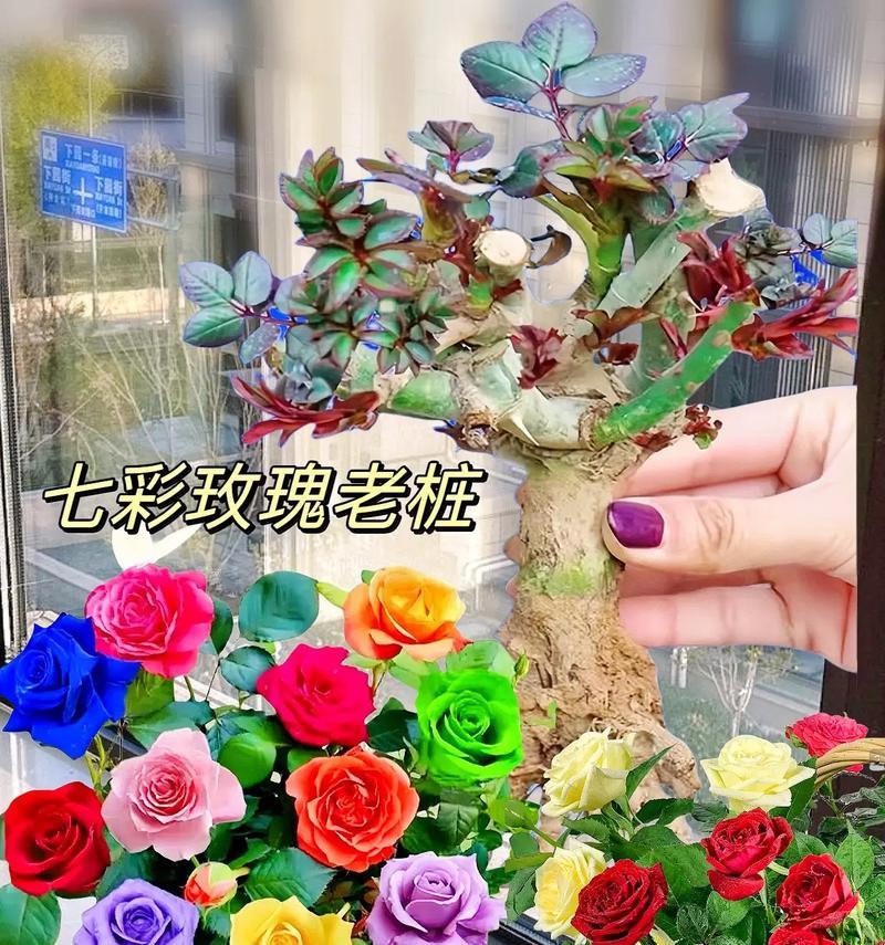拱门适合种植哪些玫瑰花品种？如何选择？