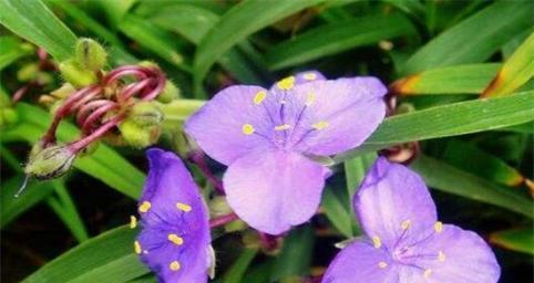 道具紫花在花语中代表什么？