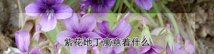 道具紫花在花语中代表什么？