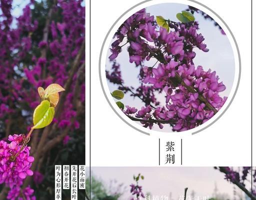 道具紫花在花语中代表什么？