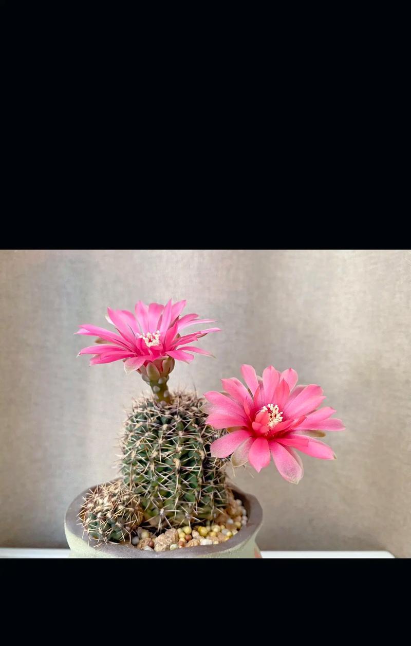 仙人球转方向会影响开花吗？其开花的条件是什么？