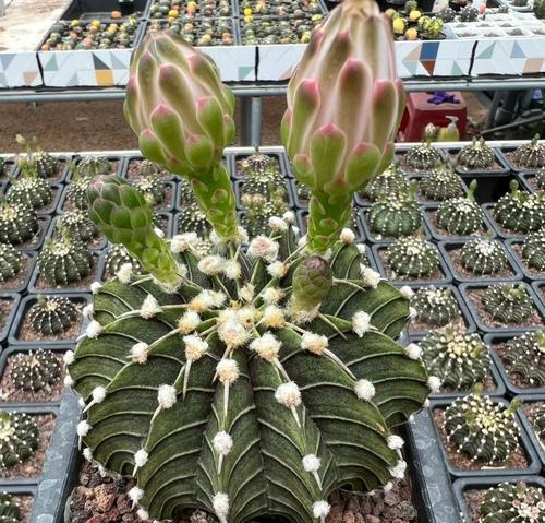 仙人球转方向会影响开花吗？其开花的条件是什么？
