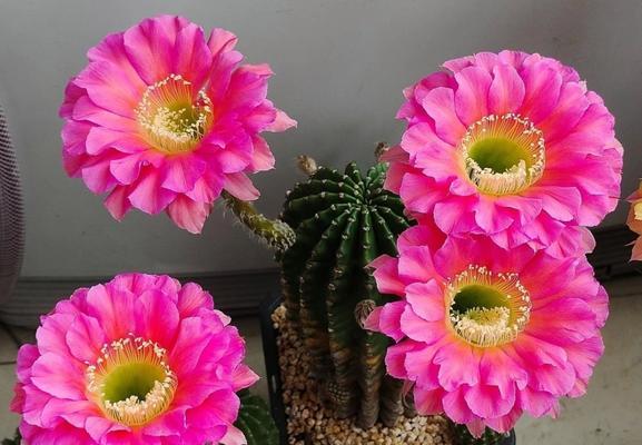 仙人球转方向会影响开花吗？其开花的条件是什么？
