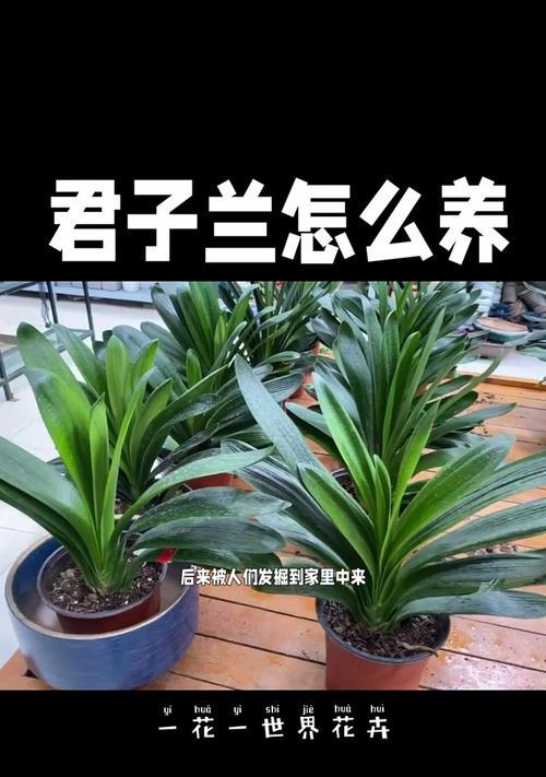 君子兰的叶子需要修剪吗？如何正确修剪君子兰的叶子？