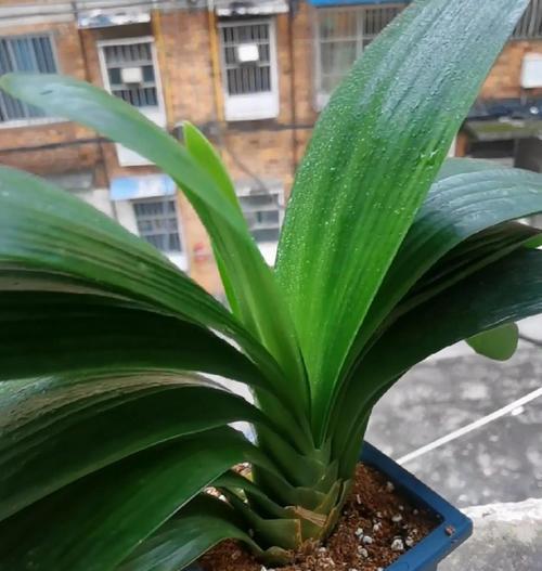 绿植之家君子兰好养吗？正确的养护方法是什么？