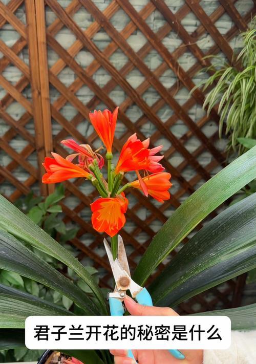绿植之家君子兰好养吗？正确的养护方法是什么？