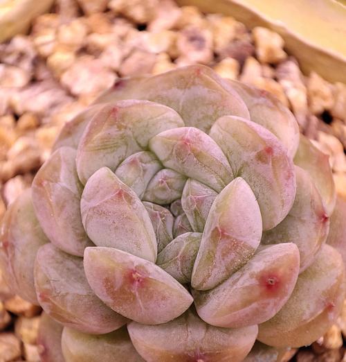 烤乳扇与花语有何关联？