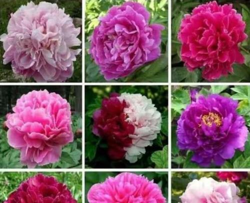 牡丹花与牡丹菊的区别及养护方法是什么？