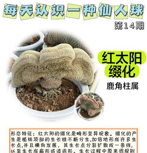 仙人球绿植盆栽养护要点是什么？如何有效管理？