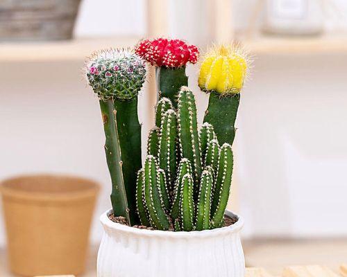 仙人球绿植盆栽养护要点是什么？如何有效管理？